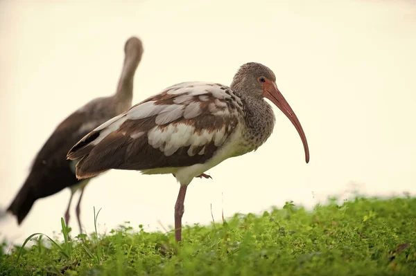 photo of grey ibis bird fauna outdoor. ibis bird fauna. ibis bird fauna in wildlife. ibis bird fauna in nature.