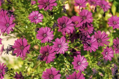 Papatya çiçeği arkaplanı görüntüsü. Papatya çiçeği arka planı. Papatya çiçeği arkaplan pembe renk. Papatya çiçeği arkaplan parlak renk.