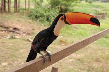 Turuncu gagalı bir tukan kuşu. Dışarıdaki Toucan kuşunun fotoğrafı. Toucan kuşu dışarıda. Vahşi hayatta tukan kuşu.