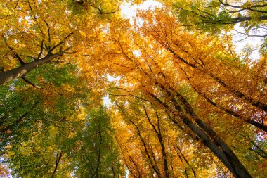 Sonbahar Ormanı 'nın kasım ayının düşük manzarası. Sonbahar mevsiminde orman doğası. Sonbahar ormanlarında mevsimlik doğa.