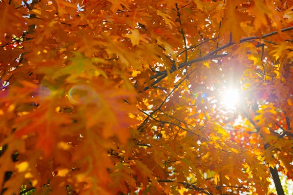 Jesienne Liście Dębu Drzewie Selektywne Skupianie Się Liściach Dębowej Jesieni — Zdjęcie stockowe