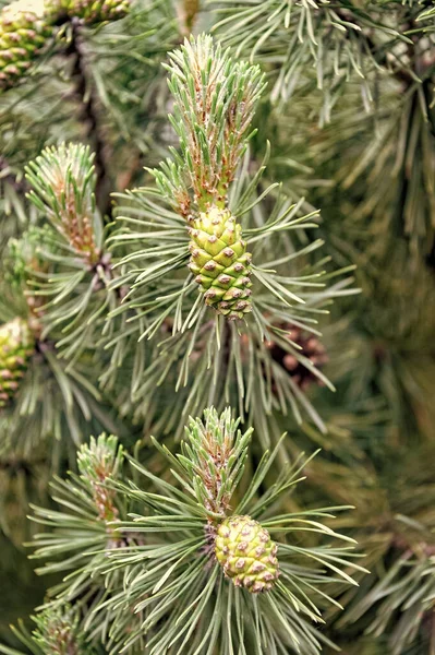 Female Conifer Pinecones Needles Pine Tree Branches — Stock Photo, Image