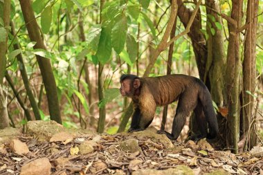 Vahşi hayatta kapuçin maymunu, kopyalama uzayı. Vahşi doğada kapuçin maymunu. Vahşi hayatta ya da hayvanat bahçesinde kapuçin maymunu. Vahşi hayatta kapuçin maymunu fotoğrafı.