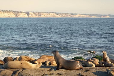 Okyanustaki vahşi hayatta fok balığı, uzayı taklit eder. Vahşi doğada Kaliforniya deniz komandosu. Sealion 'un vahşi yaşam faunasındaki fotoğrafı. Deniz yaban hayatında deniz canlıları.