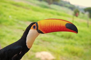 Vahşi hayatta Toucan kuşu profili. Turuncu gagalı bir tukan kuşu. Dışarıdaki Toucan kuşunun fotoğrafı. Tukan kuşu dışarıda..