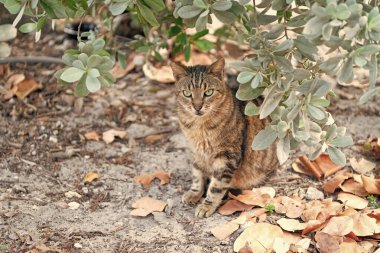 Kedi evcil hayvanı. Kedi evcil hayvanı dışarıda. Kedi evcil hayvanı yerde. Kedi evcil hayvan fotoğrafı..