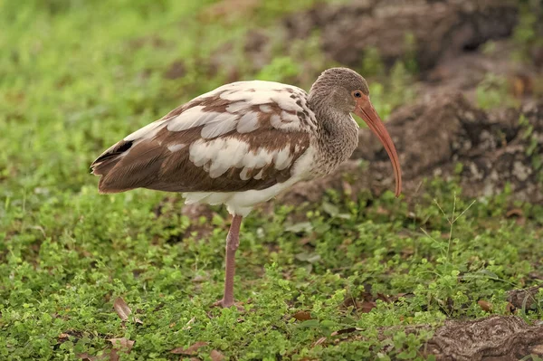 ibis bird on the grass fauna. ibis bird fauna in wildlife. ibis bird fauna in nature. photo of ibis bird fauna outdoor.