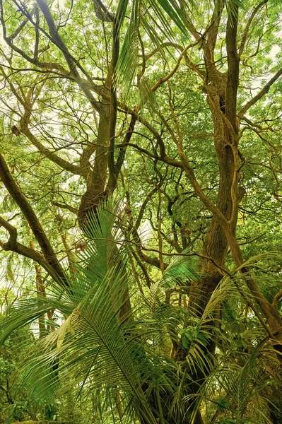 Djup Grön Skog Tropisk Regnskog Vegetation Foto Tropisk Regnskog Vegetation — Stockfoto