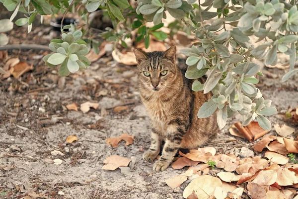 Kedi evcil hayvanı. Kedi evcil hayvanı dışarıda. Kedi evcil hayvanı yerde. Kedi evcil hayvan fotoğrafı..