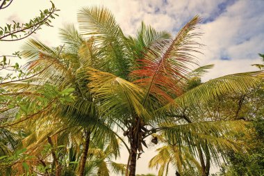 Vahşi doğada bereketli bir tropik yaz palmiyesi. Tropik yaz palmiyesinin fotoğrafı. Tropik yaz palmiyesi ağacı. Tropik yaz palmiyesi bitkisi.