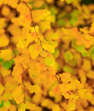 Sarı sonbahar yaprakları dalları. Sarı yaprakların seçici odak noktası. Sarı yapraklı sonbahar mevsimi.