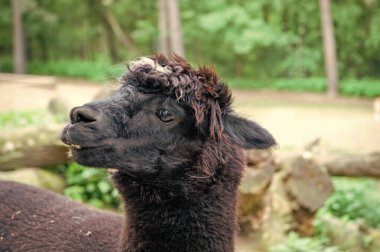 Black llama muzzle natural background outdoors.