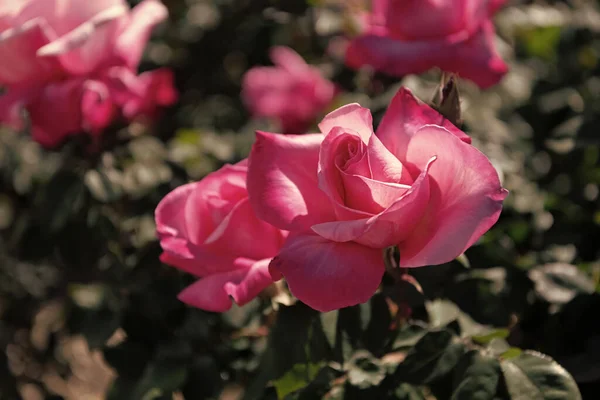 pink rose bush. beautiful fresh roses in nature. pink tea roses bush in garden. summer blooming flower. soft flower petals. rose garden in spring.