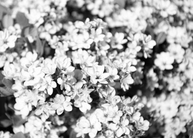 pink flowers of apricot bloom in spring.