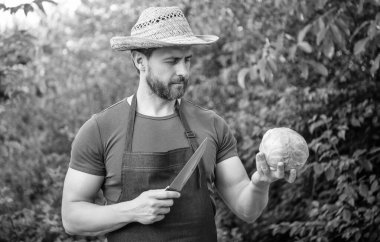 Hasır şapkalı manav bıçakla organik lahana kesiyor..