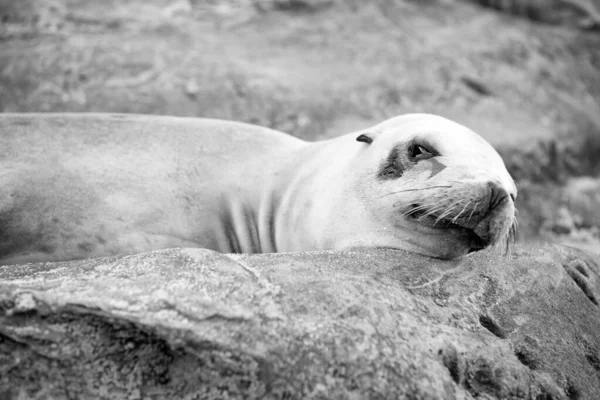 Eared seal marine mammal animal lying on rock.