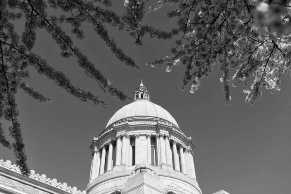 Capitol Sakura Bloom Washington State Capitol Legislative Building Olympia — стоковое фото
