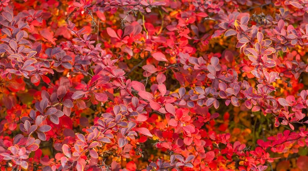 Roter Herbst September Verlässt Die Natur Hintergrund Der Berberitze — Stockfoto
