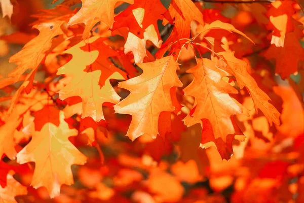 Bright Oak Autumn Leaves Branch Oak Autumn Leaves Autumn Season — Stock Photo, Image