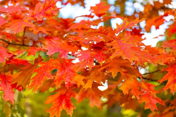 seasonal oak autumn leaves on branch. selective focus of oak autumn leaves. autumn season with oak leaves.