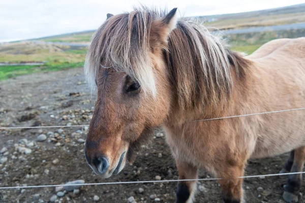 Isbete För Hästar Islandshästar Islandsodling Isponnyhästdjur Djuruppfödning Husdjur Utomhus Lantlig — Stockfoto