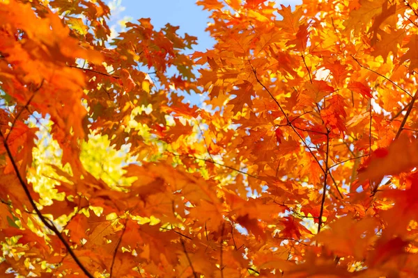 oak autumn leaves on tree. selective focus of oak autumn leaves. autumn season with oak leaves.