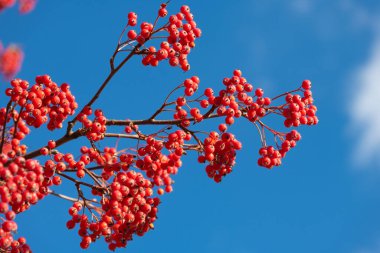 Mavi gökyüzü arka planında böğürtlenli Rowan dalı.