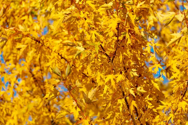 Folhas Estação Outono Foco Seletivo Folhas Natureza Outono Amarelas Estação — Fotografia de Stock