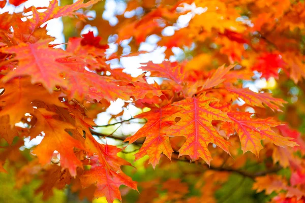 September Oak Autumn Leaves Branch Selective Focus Oak Autumn Leaves — Stock Photo, Image