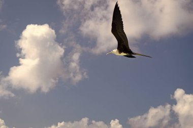 Fregatidae kuşunun fotoğrafı, kopyalama uzayı. Yazın fregatidae kuşu. Fregatidae kuşu gökyüzünde uçuyor. Fregatidae kuşu açık havada.