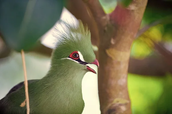 Doğadaki Egzotik Tauraco Kuşunun Başı Vahşi Hayatta Egzotik Tauraco Kuşu — Stok fotoğraf