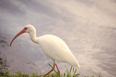 Vahşi yaşam doğasında Ibis kuş faunası. Ibis kuş faunası. Ibis Kuş Hayvanat Bahçesi 'nin fotoğrafı. Ibis kuş faunası.