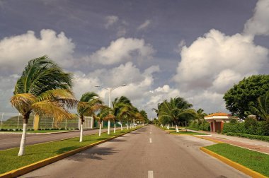 Palmiye bitkileriyle dolu boş bir yol. Rüzgarlı havada palmiyeli yol. Palm ile yazın çekilmiş bir fotoğraf. Palmiyeli yol.