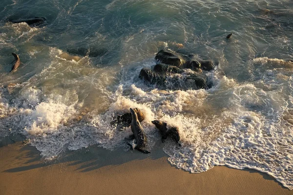 Deniz aslanı dışarıda eğleniyor. Okyanusta vahşi bir deniz aslanı. Kaliforniya deniz aslanı doğadaki vahşi hayvan. Deniz aslanı vahşi hayvan fotoğrafı..