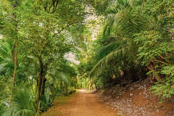 tropical jungle nature vegetation with path among trees. green forest of tropical jungle nature. photo of tropical jungle nature landscape. tropical jungle nature.
