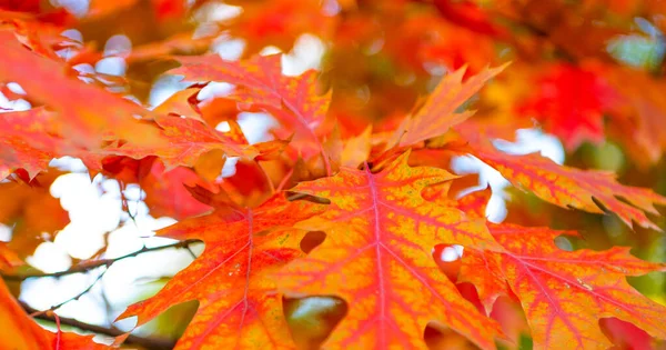 October Oak Autumn Leaves Branch Selective Focus Oak Autumn Leaves — Stock Photo, Image