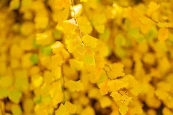 Folhas Queda Amarelas Galho Árvore Foco Seletivo Folhas Queda Amarelas — Fotografia de Stock
