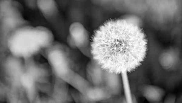Mniszek Lekarski Blowball Kwiat Naturalnym Tle Skopiować Przestrzeń Piękno Natury — Zdjęcie stockowe