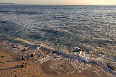 Kaliforniya deniz aslanı, deniz manzaralı vahşi bir hayvan. Deniz aslanı vahşi hayvan çiftliğinin fotoğrafı. Deniz aslanı vahşi bir hayvan. Okyanusta vahşi bir deniz aslanı..