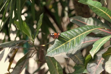 Doğada yaprak üzerinde kelebek. Kelebek böceği yakın plan. Uçan kelebek makro fotoğrafçılığı. Kanatlı kelebek fotoğrafı.