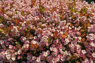 Saxifragaceae doğa arka planı. Saxifragaceae doğa arka planı. Saxifragaceae doğa arka planı dışarıda. Saksafragaceae doğa arkaplanının fotoğrafı.