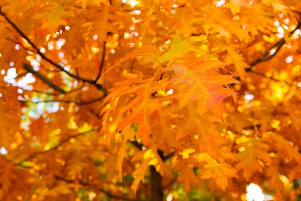 Желтый Дуб Осенние Листья Дереве Селективный Фокус Дубовых Осенних Листьев — стоковое фото