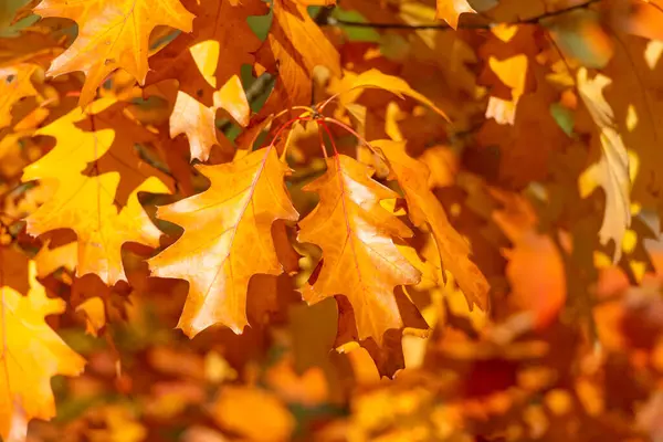 Yellow Oak Autumn Leaves Branch Oak Autumn Leaves Autumn Season — Stock Photo, Image