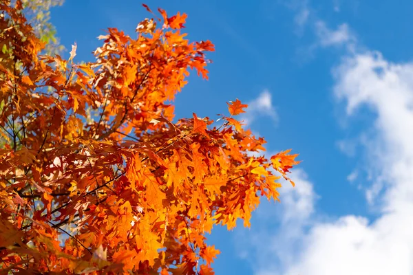 Oak Autumn Leaves Branch Oak Autumn Leaves Autumn Season Oak — Stock Photo, Image
