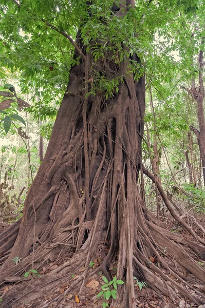 Vridna Träd Ett Tvinnat Träd Vridna Träd Skogen Tvinnad Trädstam — Stockfoto