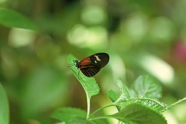 macro photo of butterfly with wings. butterfly in nature. butterfly insect closeup. flying butterfly macro photography.