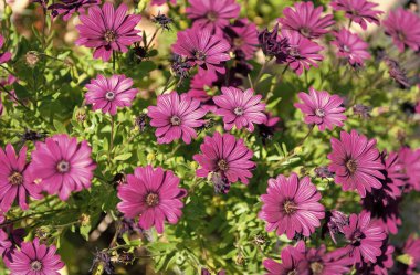 Papatya çiçeği arkaplan pembe renk. Papatya çiçeği arkaplan parlak renk. Papatya çiçeği arkaplanının fotoğrafı. papatya çiçeği arkaplanı.