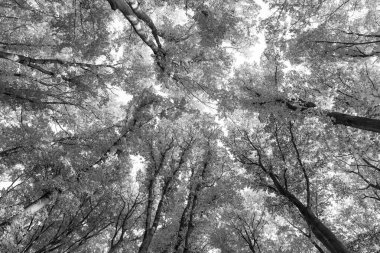 Ormanda, sonbaharda, ağaçların dallarındaki sonbahar yapraklarının üst görüntüsü..