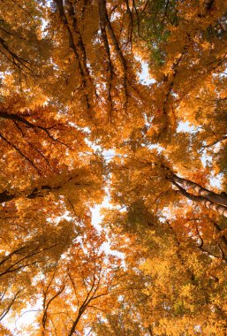 Sarı yapraklı derin orman. Mevsimlik ağaç dalları. Üst Manzara. Doğal güzellik. Sonbahar havası. Doğal arka planda sarı sonbahar yaprağı. Sonbahar doğası.
