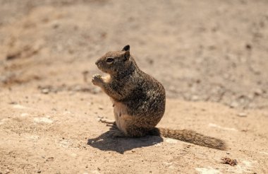 Wild ground squirrel rodent animal eating sitting on rocky soil.